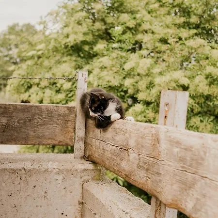 Hoferhof -dachstein Semesterbostad