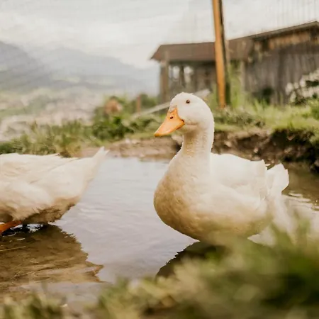 Hoferhof -dachstein בית נופש *