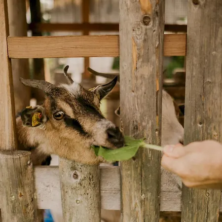 Hoferhof -dachstein Semesterbostad Schladming