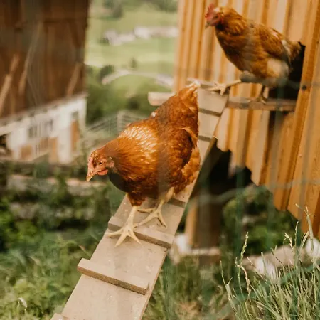 Hoferhof -dachstein *