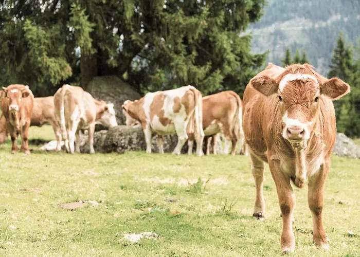 Hoferhof -dachstein Semesterbostad Schladming