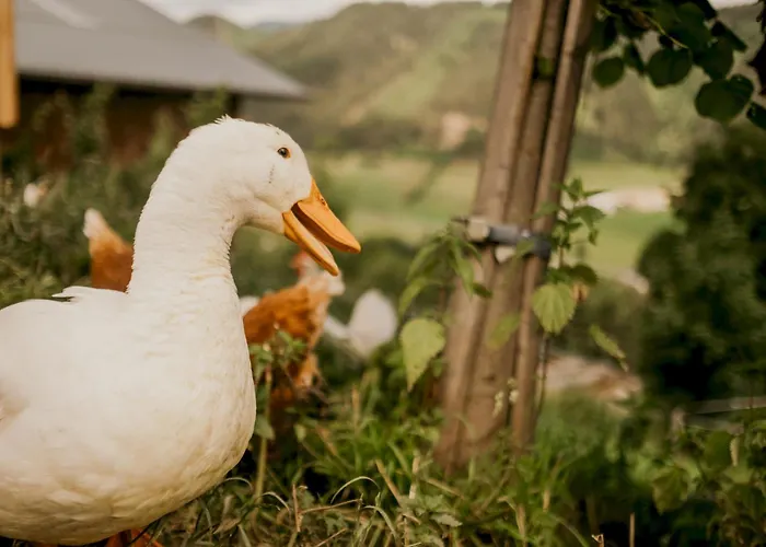 Hoferhof Schladming -Dachstein
