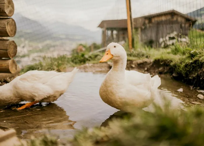 Hoferhof -dachstein Semesterbostad *