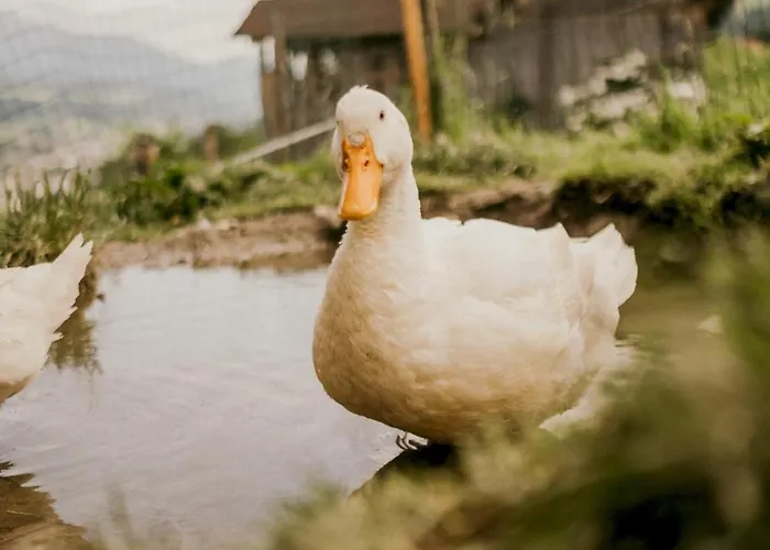 Hoferhof Schladming -Dachstein